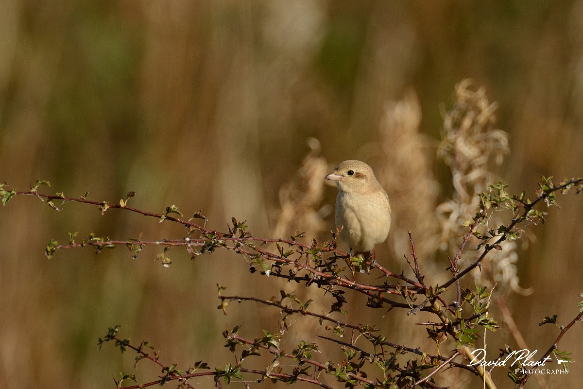 David Plant Photography - Wildlife Photography - Isabelline shrike - F.jpg - Isabelline shrike 1st winter on hawthorn - Norfolk