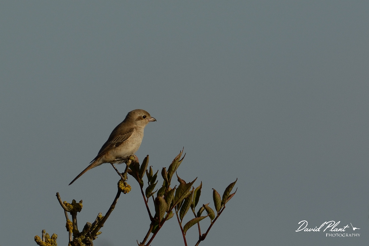 David Plant Photography - Wildlife Photography - Isabelline shrike - G.jpg - Isabelline shrike 1st winter on elder - Norfolk