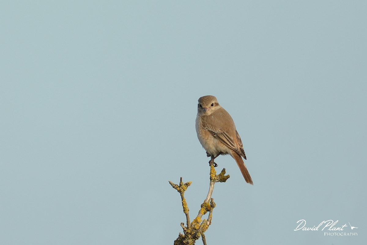 David Plant Photography - Wildlife Photography - Isabelline shrike - H.jpg - Isabelline shrike 1st winter on elder - Norfolk