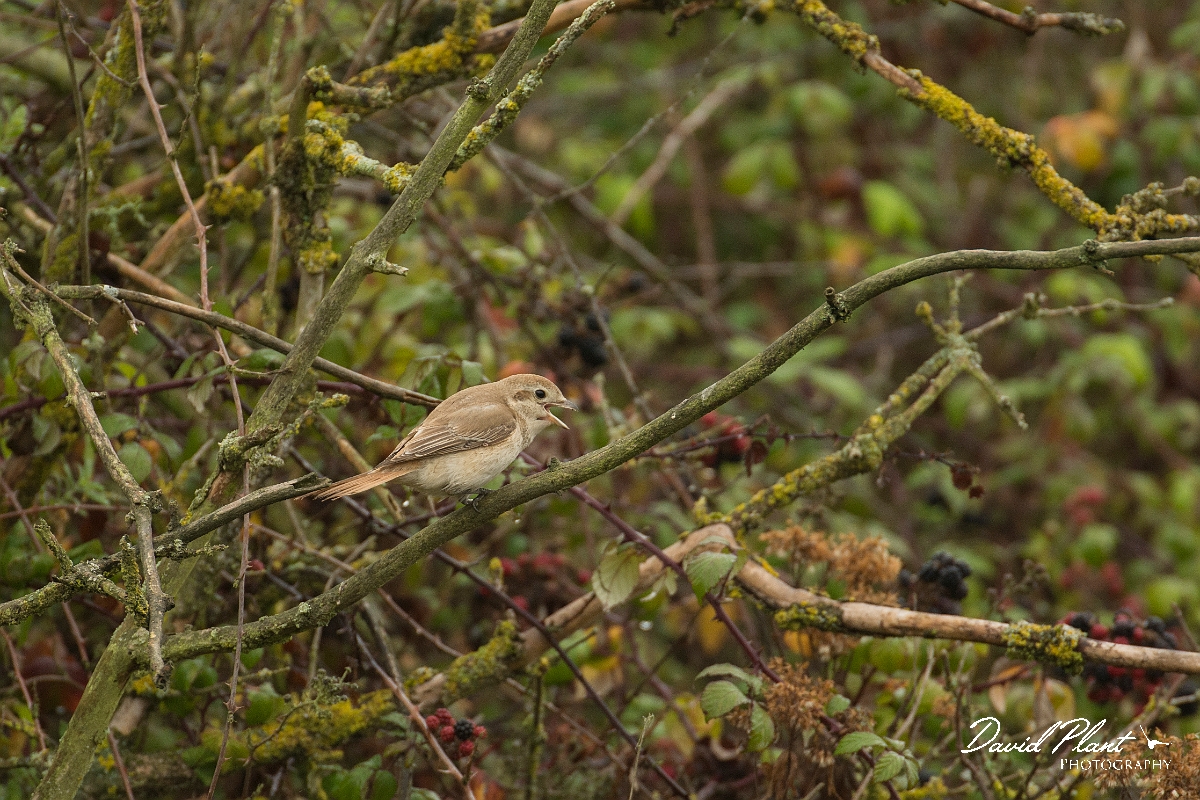David Plant Photography - Wildlife Photography - Isabelline shrike - I.jpg - Isabelline shrike - Norfolk