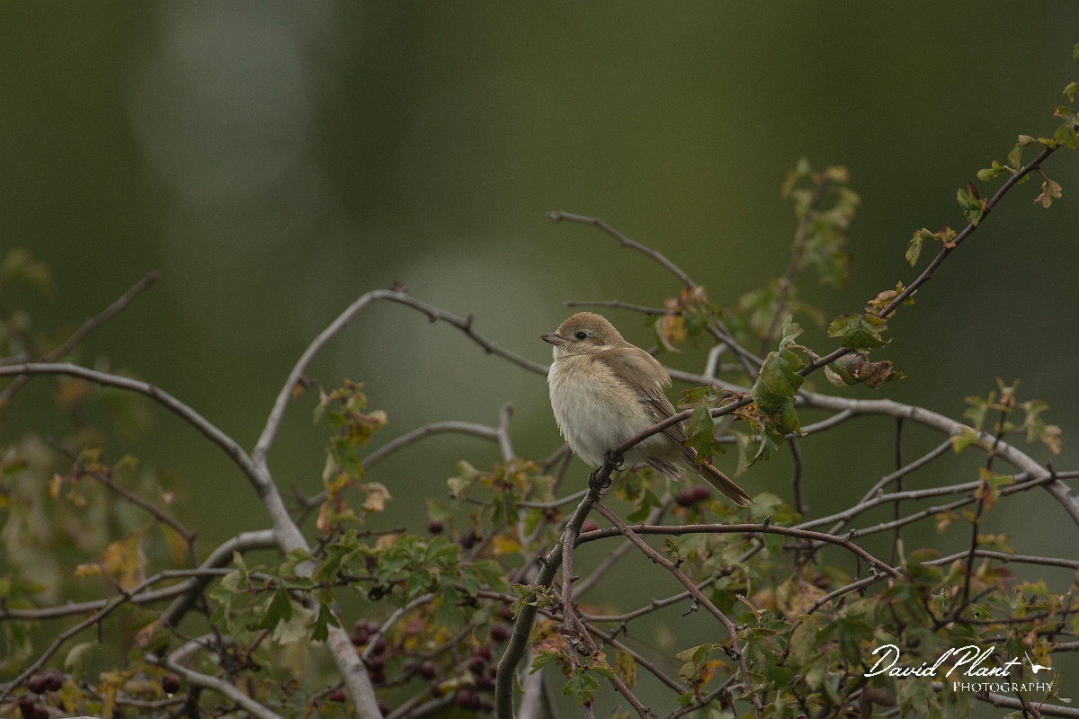 David Plant Photography - Wildlife Photography - Isabelline shrike - J.jpg - Isabelline shrike - Norfolk