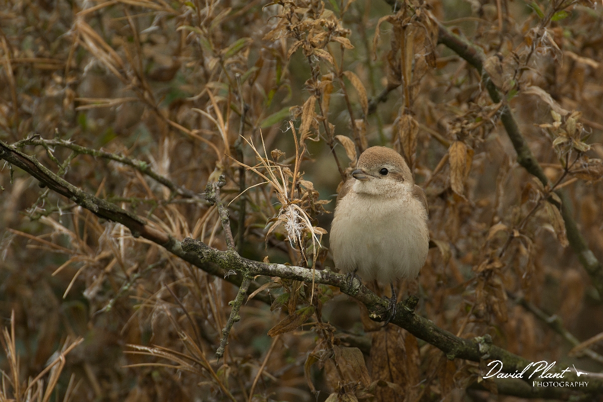 David Plant Photography - Wildlife Photography - Isabelline shrike - L.jpg - Isabelline shrike - Norfolk