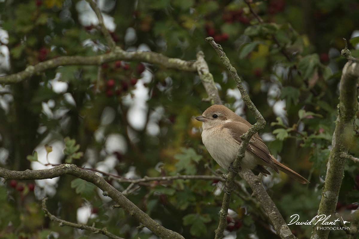 David Plant Photography - Wildlife Photography - Isabelline shrike - M.jpg - Isabelline shrike - Norfolk