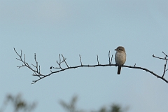 David Plant Photography - Wildlife Photography - Isabelline shrike - A