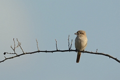 David Plant Photography - Wildlife Photography - Isabelline shrike - B