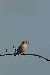 David Plant Photography - Wildlife Photography - Isabelline shrike - C