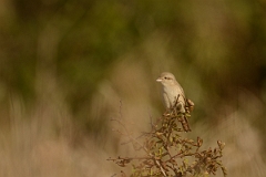 David Plant Photography - Wildlife Photography - Isabelline shrike - D