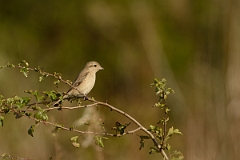 David Plant Photography - Wildlife Photography - Isabelline shrike - E