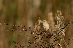 David Plant Photography - Wildlife Photography - Isabelline shrike - F