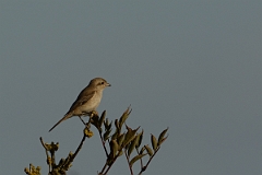 David Plant Photography - Wildlife Photography - Isabelline shrike - G