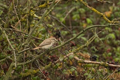 David Plant Photography - Wildlife Photography - Isabelline shrike - I