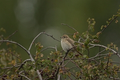 David Plant Photography - Wildlife Photography - Isabelline shrike - J