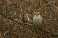 David Plant Photography - Wildlife Photography - Isabelline shrike - K