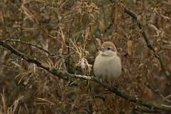 David Plant Photography - Wildlife Photography - Isabelline shrike - L
