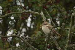 David Plant Photography - Wildlife Photography - Isabelline shrike - M