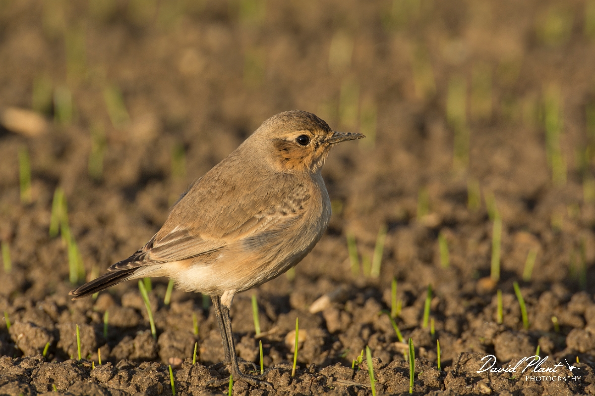 David Plant Photography - Wildlife Photography - Isabelline wheatear - B.jpg - Isabelline wheatear - East Yorkshire