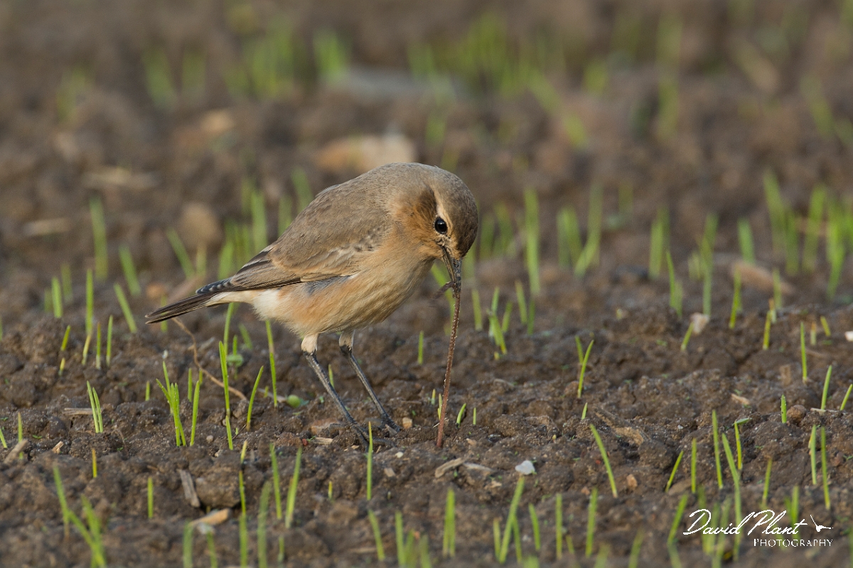 David Plant Photography - Wildlife Photography - Isabelline wheatear - C.jpg - Isabelline wheatear - East Yorkshire