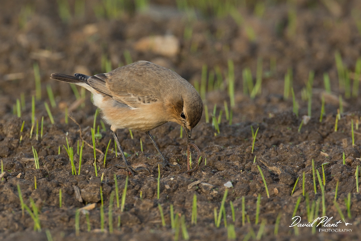 David Plant Photography - Wildlife Photography - Isabelline wheatear - D.jpg - Isabelline wheatear - East Yorkshire