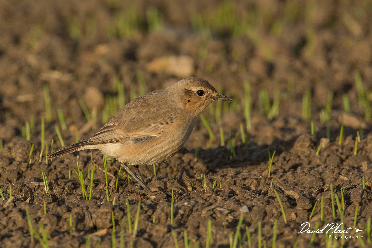 David Plant Photography - Wildlife Photography - Isabelline wheatear - E.jpg - Isabelline wheatear - East Yorkshire
