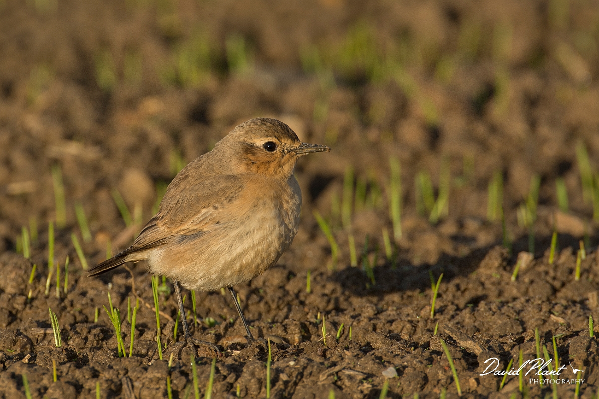 David Plant Photography - Wildlife Photography - Isabelline wheatear - F.jpg - Isabelline wheatear - East Yorkshire
