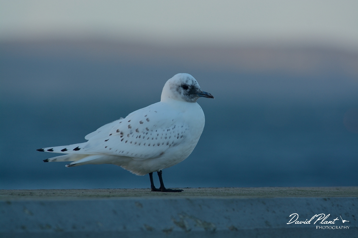 David Plant Photography - Wildlife Photography - Ivory gull - A.jpg - Ivory gull juvenile - Skye