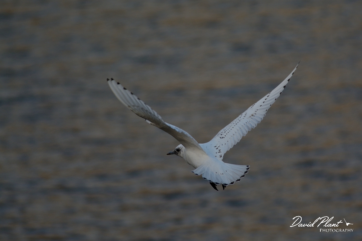David Plant Photography - Wildlife Photography - Ivory gull - B.jpg - Ivory gull juvenile in flight - Skye
