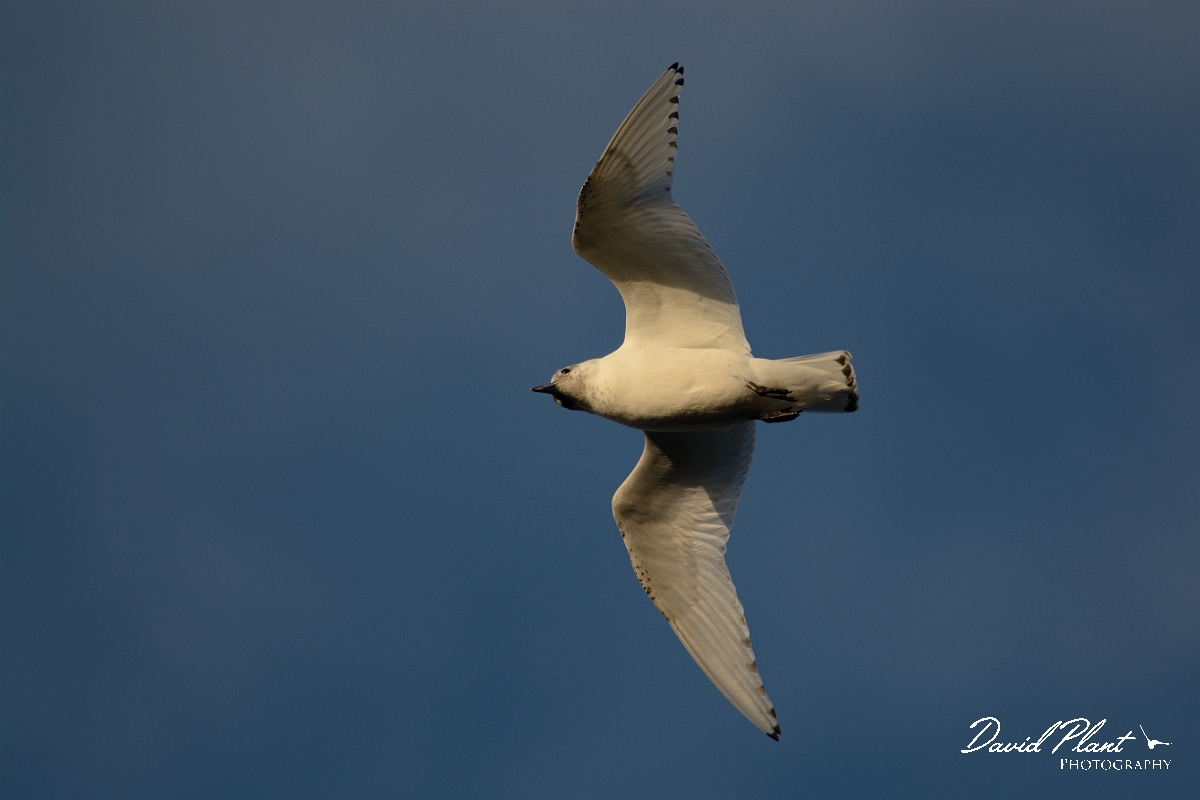 David Plant Photography - Wildlife Photography - Ivory gull - C.jpg - Ivory gull juvenile in flight from below- Skye