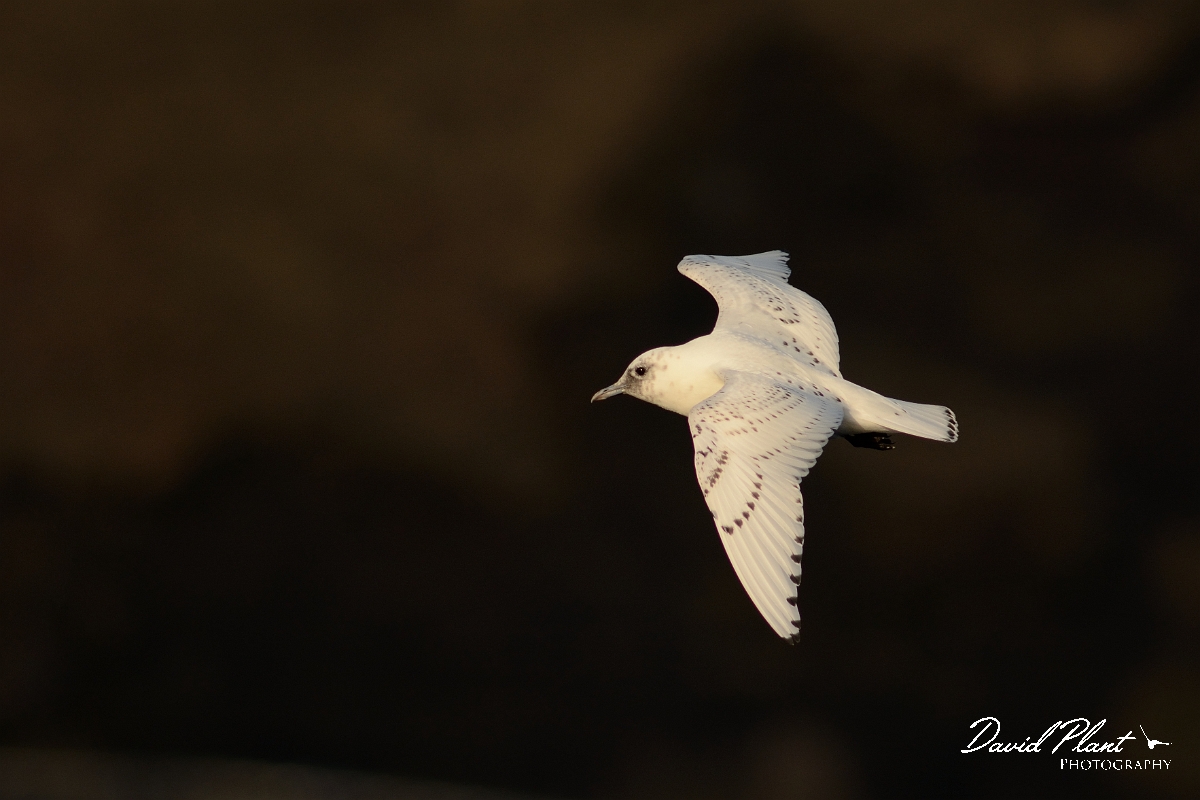 David Plant Photography - Wildlife Photography - Ivory gull - D.jpg - Ivory gull juvenile in flight - Skye