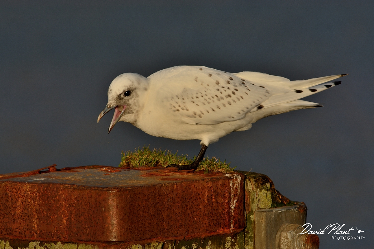 David Plant Photography - Wildlife Photography - Ivory gull - F.jpg - Ivory gull juvenile coughing up pellet - Skye