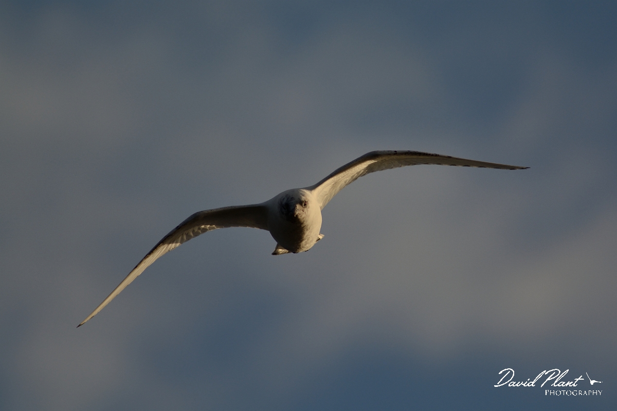 David Plant Photography - Wildlife Photography - Ivory gull - H.jpg - Ivory gull juvenile in flight - Skye