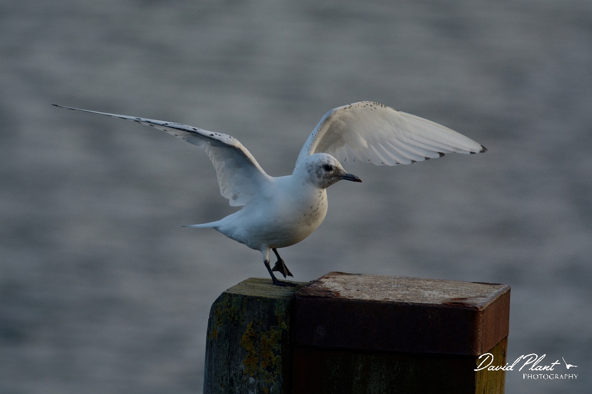 David Plant Photography - Wildlife Photography - Ivory gull - J.jpg - Ivory gull juvenile with wings open - Skye