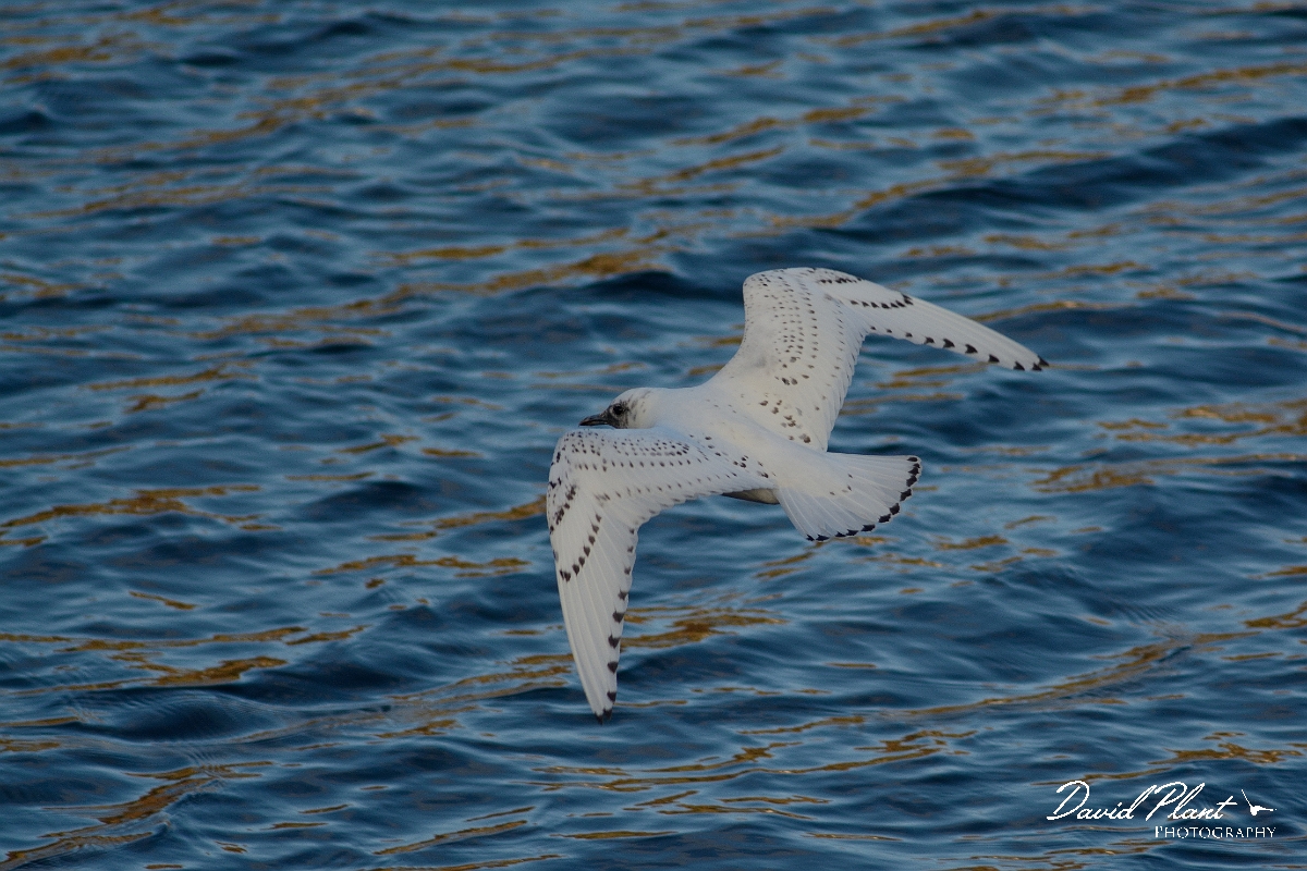 David Plant Photography - Wildlife Photography - Ivory gull - K.jpg - Ivory gull juvenile in flight - Skye