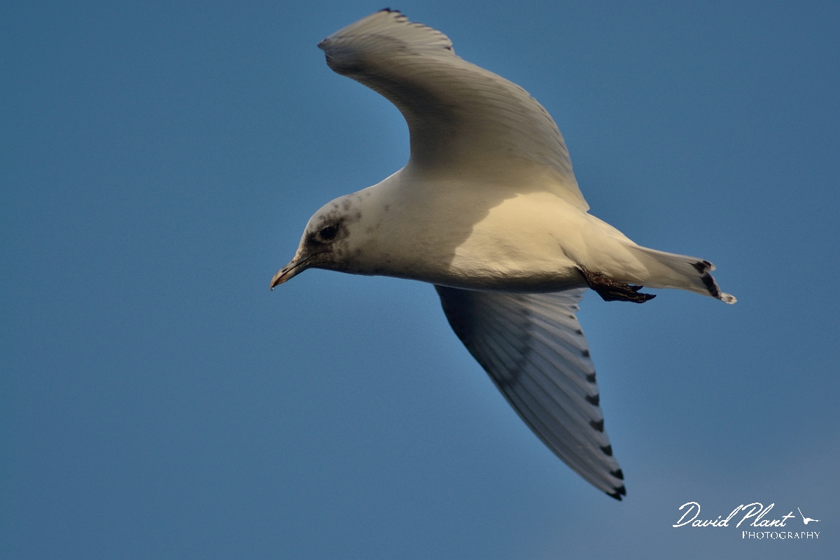 David Plant Photography - Wildlife Photography - Ivory gull - L.jpg - Ivory gull juvenile in flight - Skye