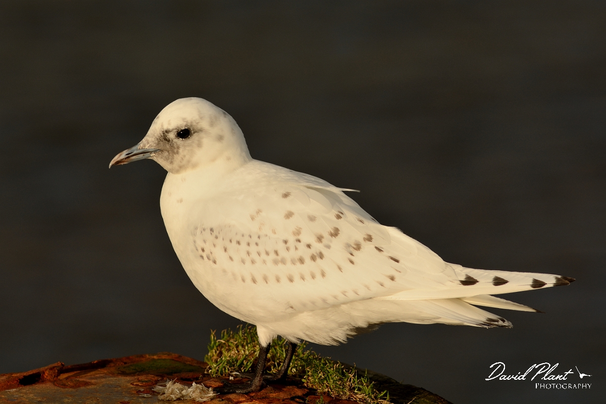 David Plant Photography - Wildlife Photography - Ivory gull - N.jpg - Ivory gull juvenile in the sun - Skye