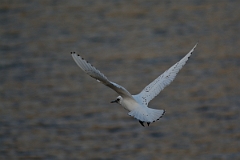 David Plant Photography - Wildlife Photography - Ivory gull - B