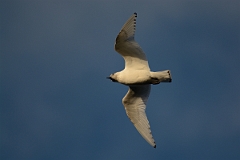 David Plant Photography - Wildlife Photography - Ivory gull - C