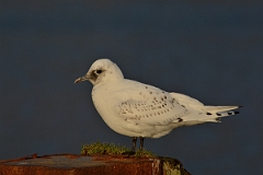 David Plant Photography - Wildlife Photography - Ivory gull - E