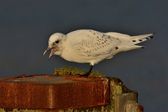 David Plant Photography - Wildlife Photography - Ivory gull - F