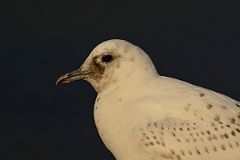 David Plant Photography - Wildlife Photography - Ivory gull - G