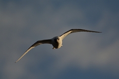 David Plant Photography - Wildlife Photography - Ivory gull - H