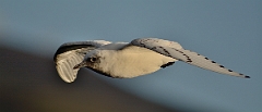 David Plant Photography - Wildlife Photography - Ivory gull - I