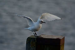 David Plant Photography - Wildlife Photography - Ivory gull - J