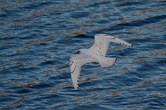 David Plant Photography - Wildlife Photography - Ivory gull - K