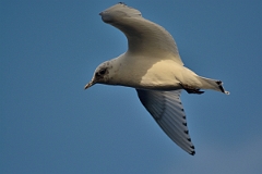 David Plant Photography - Wildlife Photography - Ivory gull - L