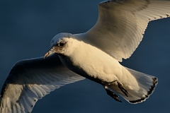 David Plant Photography - Wildlife Photography - Ivory gull - M