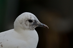 David Plant Photography - Wildlife Photography - Ivory gull - O