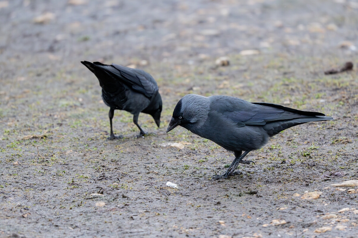 David Plant Photography - Wildlife Photography - Jackdaw - AA.jpg - Jackdaw - Gloucestershire