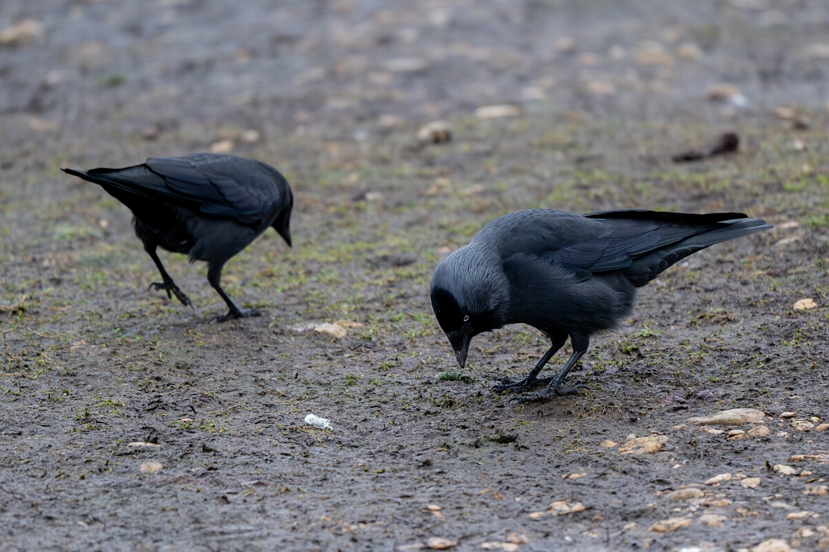 David Plant Photography - Wildlife Photography - Jackdaw - AB.jpg - Jackdaw - Gloucestershire