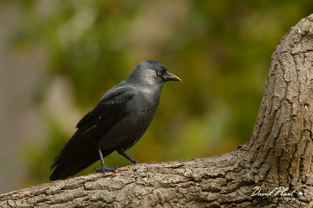 David Plant Photography - Wildlife Photography - Jackdaw - G.jpg - Jackdaw on branch - Surrey