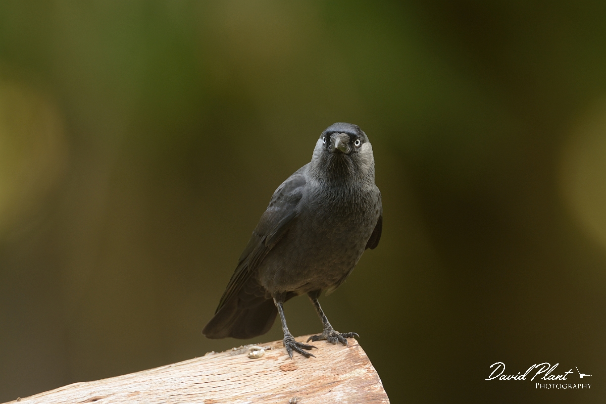 David Plant Photography - Wildlife Photography - Jackdaw - H.jpg - Jackdaw on log - Surrey